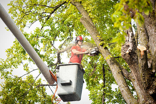 How Our Tree Care Process Works  in  Lincoln University, PA